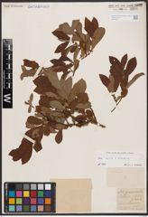 Salix aurita L. x Salix silesiaca Willd.